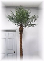 Date Palm